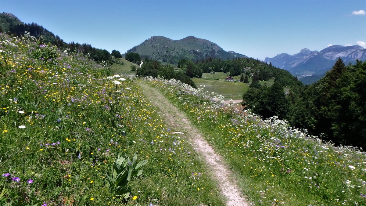 Chemins de vie